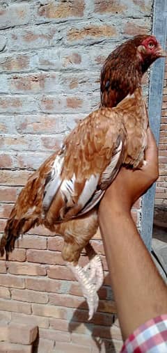 aseel murgi for sale call number 03265213565