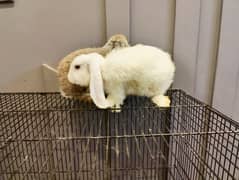 Holland lop pair