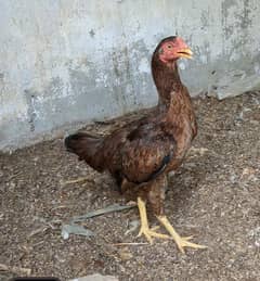 Aseel madi for sale hens