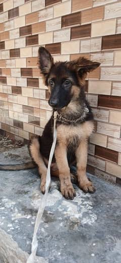 strong bone imported blood line 3 months puppy
