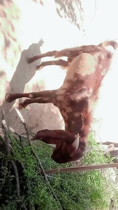 Qurbani ka bakra
