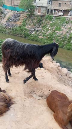 Qurbani stock lamp goats Islamabad from Naran