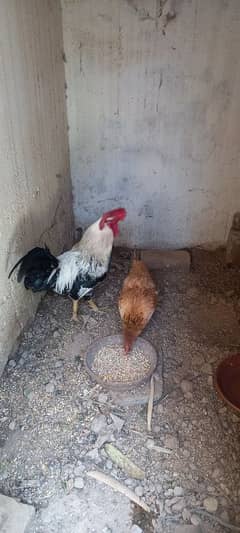 Desi hens for sale