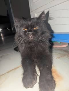 Persian Cat Male Jet black