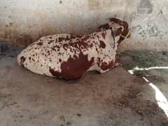 Bachra 2dant nasal sahiwal