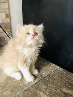 Persian Kitten