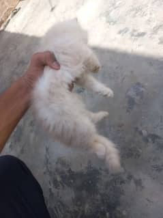 persian
