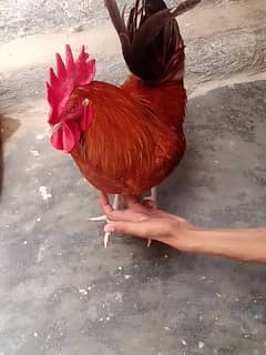 hens