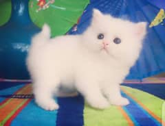 Persian baby kitten