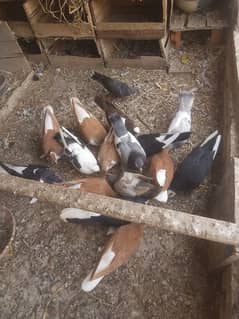 03070041081 Whatsapp number fast selling