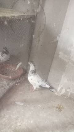 bird