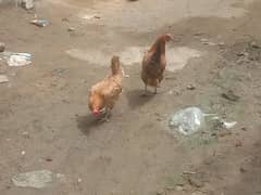 desi murgiyan watsap number 03701086700