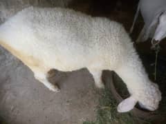 Mundra Chatra(sheep) for sale