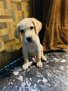 Labrador puppy