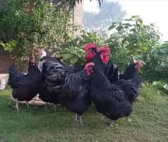 Pure Australorp chicks available healthy active and vaccinated