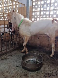 Gulabi ando bakra