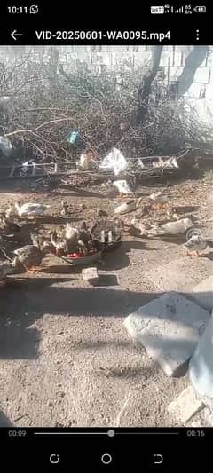 Dasi Ducks