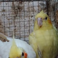 cream
