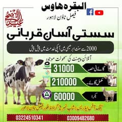 ijtamai qurbani 2025 | aasaan Qurbani | wacha | Cow | Bachra | qurbani