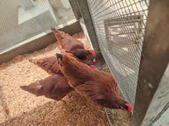Red RIR Breed laying egg start daily laying hens for sale