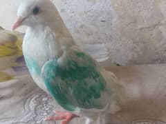 dove