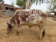 beautiful cow available for sale