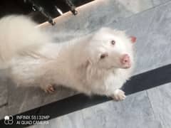 female Samoyed dog age nearly 3 years