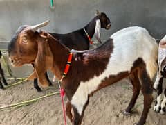 Goats