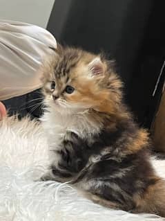 Persian kitten | Punch Face