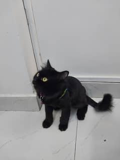 black Persian cat with yellow eyes and fully vaccinated
