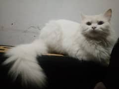 pure Persian cat, odd eye, very rare, triple coated