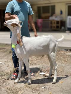 bakara eid purpose