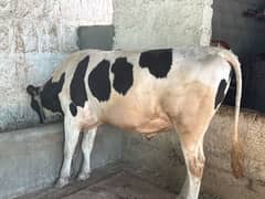 Bull