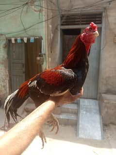 Aseel mianwali murga for sale h. . . .