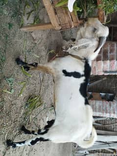 Qurbani
