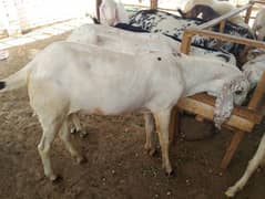 Qurbani