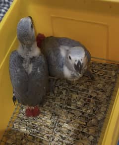Grey parrot chicks