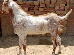 Qurbani