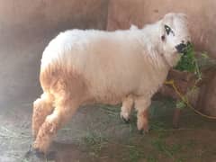 *Mundra Chatra Qurbani 2025 for sale*