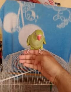 green ringneck chick