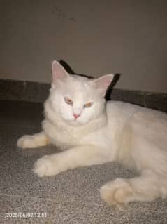 white Persian cat