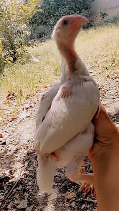 heera assel+shajra assel+egg laying hen+4chicks
