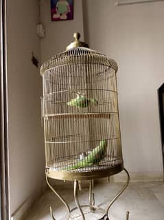 parrot