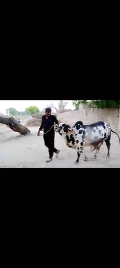 cows