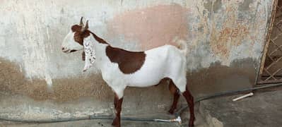Qurbani K Leay Tayar Bakry Kisi Ko Chahiye To Contact kry 1Pair