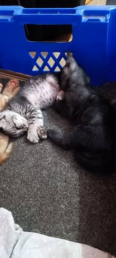 Egyptian mao kittens for sale
