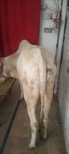 vacha