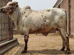 Qurbani ky liyey bulls