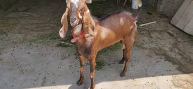 Dasi