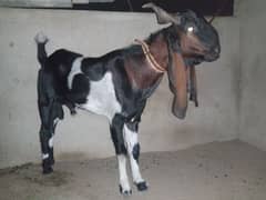 bakra